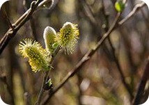 Alergia primaveral: síntomas, causas y tratamiento