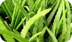 Aloe vera para la piel