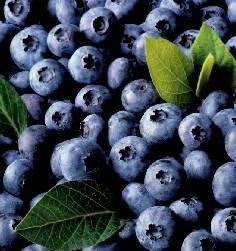 arandanos-beneficios-propiedades