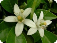 Miel de azahar: propiedades y beneficios