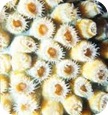 Calcio de coral: beneficios y propiedades