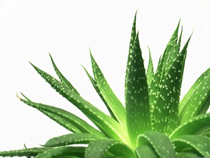 beneficios-aloevera