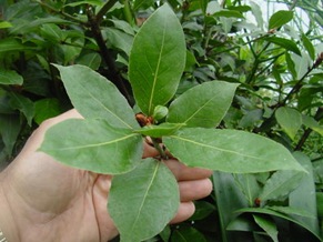 beneficios-laurel