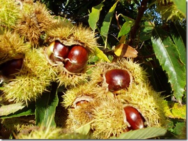 castañas