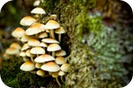 C&oacute;mo coger setas en oto&ntilde;o