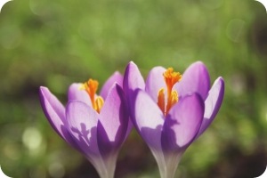Comienzo de la primavera