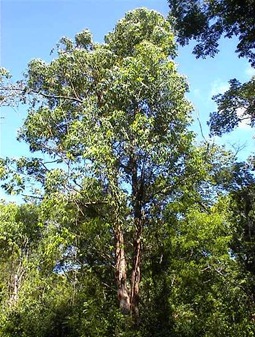 eucalipto-2