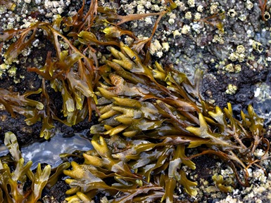 fucus