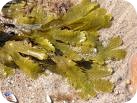 fucus-para-perder-peso