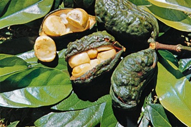 kola