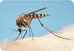 Mosquitos tigre, remedios caseros