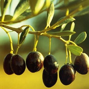 olivos-beneficios-propiedades-olivo
