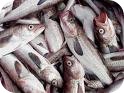 pescado-artritis