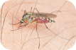 Picaduras de mosquito en primavera y verano