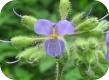plantas-antioxidantes