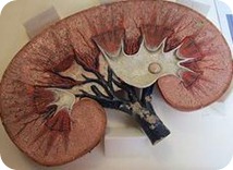 Cómo prevenir la enfermedad de renal o de riñones