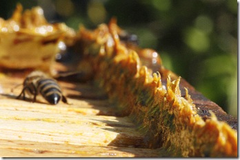 propolis