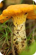 Tipos y variedades de setas otoñales