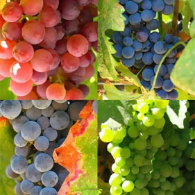 uvas-beneficios-propiedades